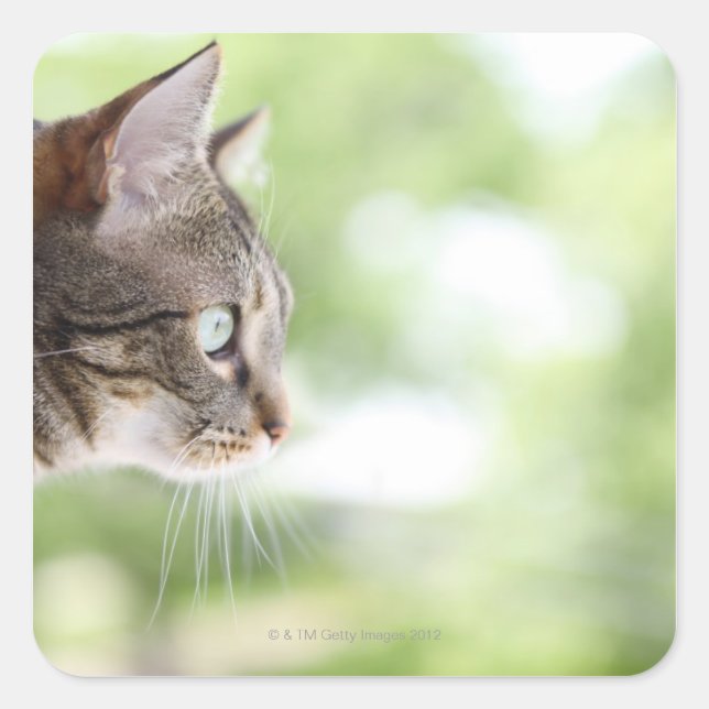 Adesivo Quadrado Um gato de mesa adulto olhando pela janela (Frente)