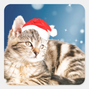 Adesivo Quadrado Um Gato Fofo vestindo chapéu vermelho de Papai Noe