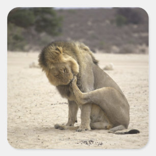 Adesivo Quadrado Um leão que limpa sua pata traseira, Kgalagadi