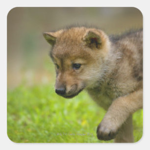 Adesivo Quadrado Um lobo do bebê