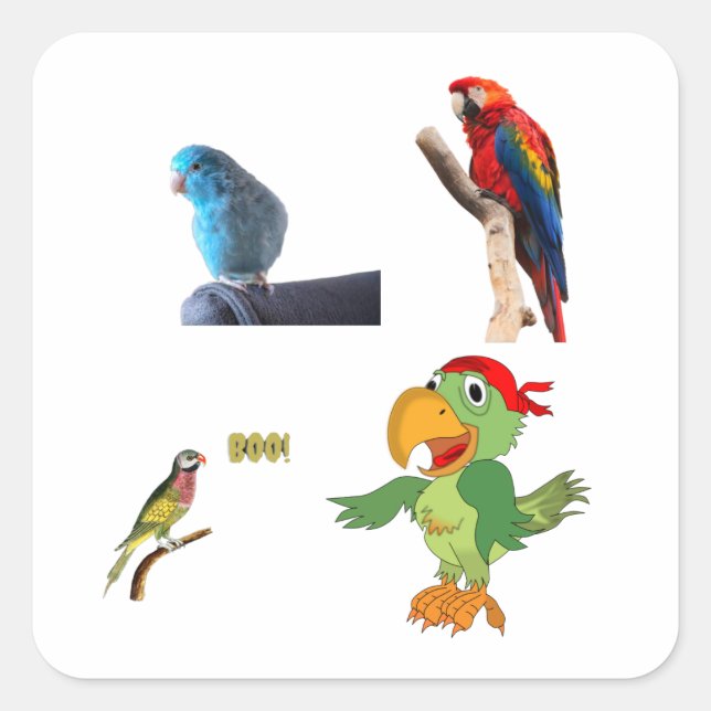Adesivo Quadrado um papagaio (Frente)