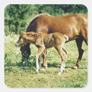 Adesivo Quadrado Um potro e um cavalo em um pasto.