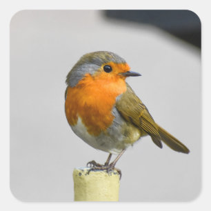 Adesivo Quadrado Um Robin muito espantoso 