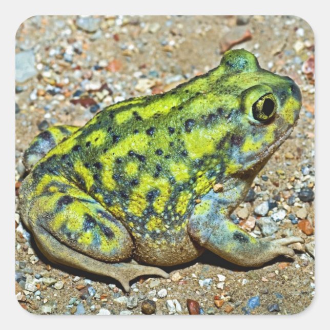 Adesivo Quadrado Um sapo de Spadefoot do sofá (Frente)
