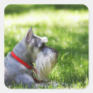 Adesivo Quadrado Um Schnauzer que coloca na grama