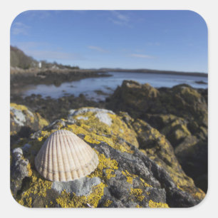 Adesivo Quadrado Um Seashell senta-se em uma rocha   Dumfries,