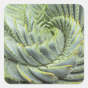 Adesivo Quadrado Um Succulent verde & branco