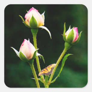 Adesivo Quadrado Uma borboleta e rosas