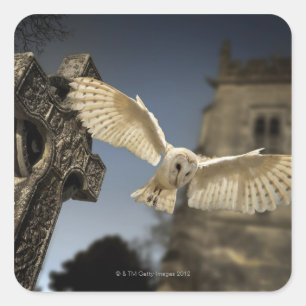 Adesivo Quadrado Uma coruja de celeiro (Tyto alba) em um cemitério
