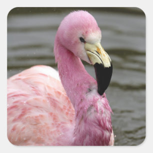 Adesivo Quadrado Uma foto cativa de um Flamingo Andino