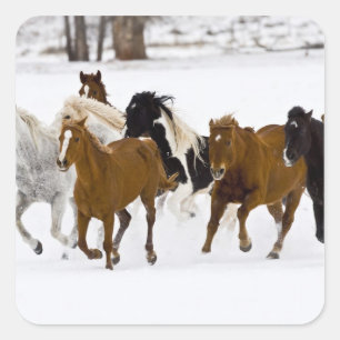 Adesivo Quadrado Uma paisagem de inverno de cavalos correndo