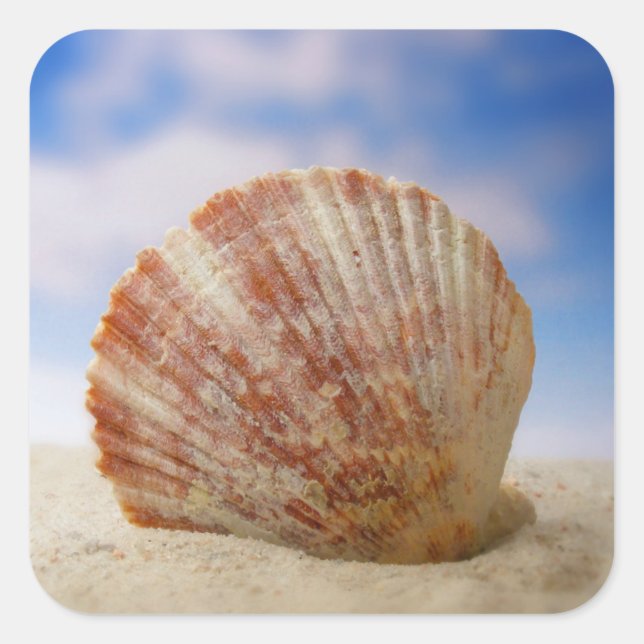 Adesivo Quadrado Uma Shell Propicada Na Areia (Frente)