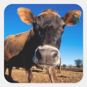 Adesivo Quadrado Uma vaca Jersey sendo curiosa