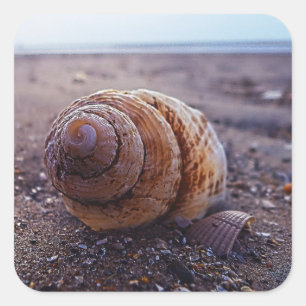 Adesivo Quadrado Uma Visão Macro De Uma Shell Espiral