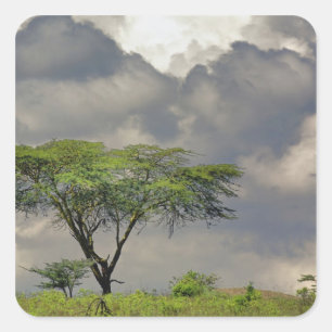 Adesivo Quadrado Umbrella Thorn Acacia, Acacia tortilis e 2