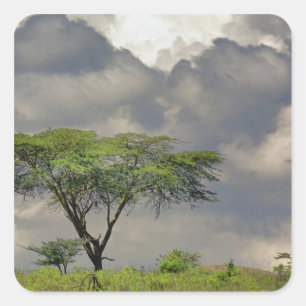 Adesivo Quadrado Umbrella Thorn Acacia, Acacia tortilis e 2