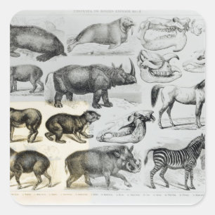 Adesivo Quadrado Ungulata ou animais Hoofed