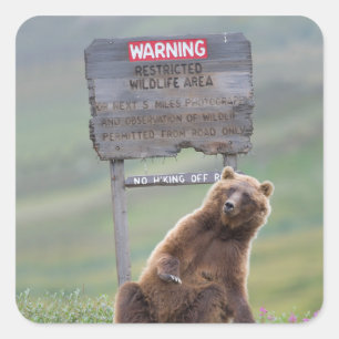 Adesivo Quadrado Urso Cinzento Brinca Com Placa