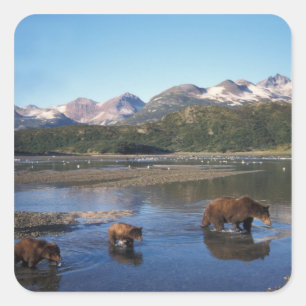 Adesivo Quadrado Urso de Brown, urso de urso, porca e filhotes