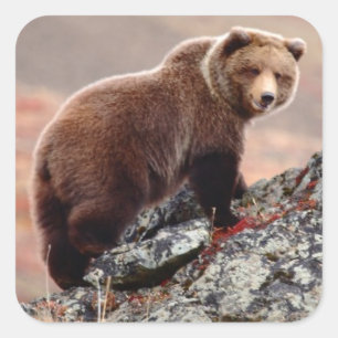Adesivo Quadrado Urso de Denali Brown