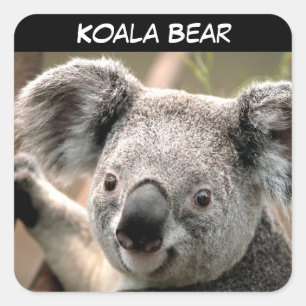 Adesivo Quadrado Urso de Koala bonito