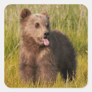 Adesivo Quadrado Urso engraçado do bebê das imagens de Getty