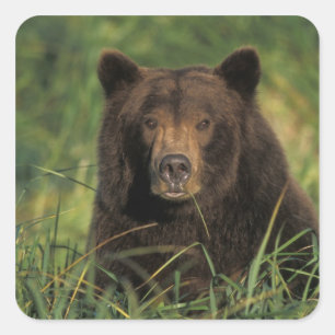 Adesivo Quadrado urso marrom, arctos do Ursus, urso de urso, Ursus