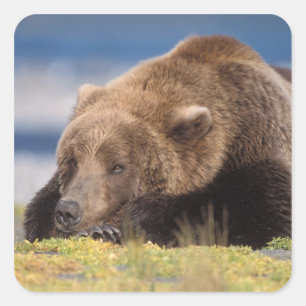 Adesivo Quadrado urso marrom, arctos do Ursus, urso de urso, Ursus