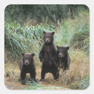 Adesivo Quadrado urso marrom, arctos do Ursus, urso de urso, Ursus