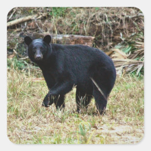 Adesivo Quadrado Urso Negro da Flórida