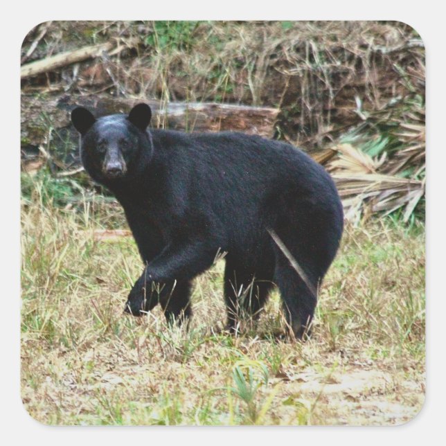 Adesivo Quadrado Urso Negro da Flórida (Frente)