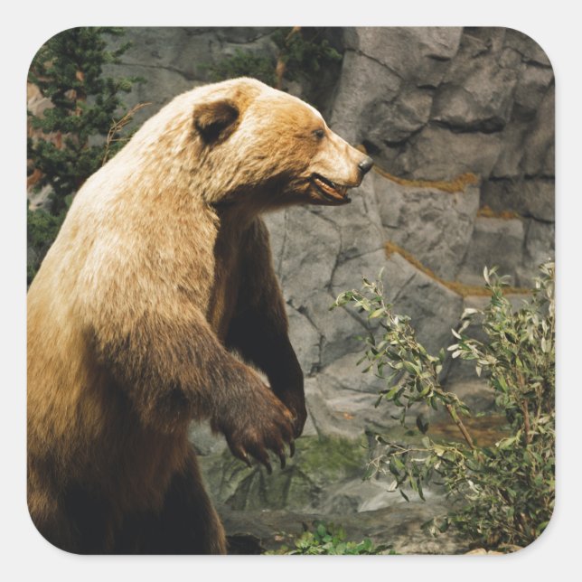 Adesivo Quadrado Urso Ordenado (Frente)