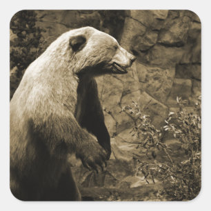 Adesivo Quadrado Urso Ordenado