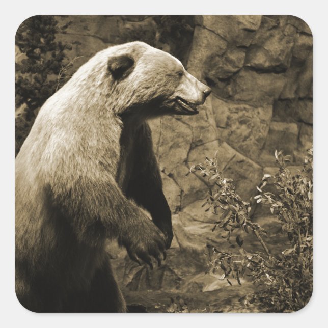 Adesivo Quadrado Urso Ordenado (Frente)