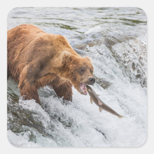Adesivo Quadrado Urso Pardo Pega Salmão Vermelho