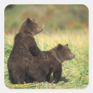 Adesivo Quadrado urso pardo, Ursus arctos, urso cinzento, Ursus 2