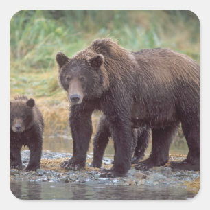 Adesivo Quadrado urso pardo, Ursus arctos, urso cinzento, Ursus 3