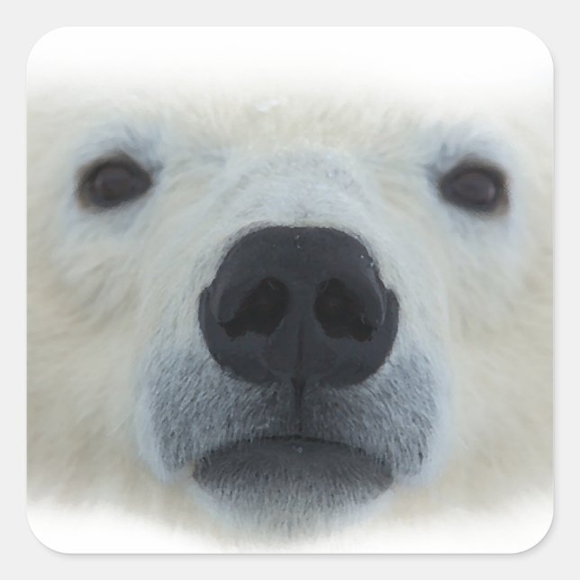 Adesivo Quadrado Urso Polar (Frente)