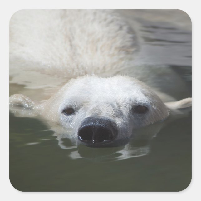 Adesivo Quadrado Urso Polar (Frente)
