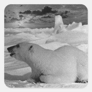 Adesivo Quadrado Urso polar 1970 dos EUA Alaska do vintage