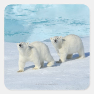 Adesivo Quadrado Urso Polar, duas xícaras no gelo, Ursus