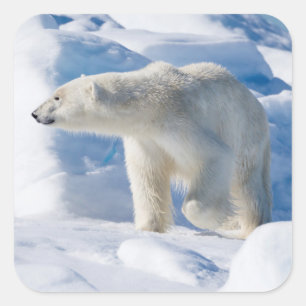 Adesivo Quadrado Urso Polar Jovem Masculino