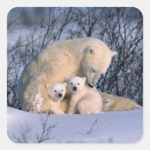 Adesivo Quadrado Urso Polar Mãe Sentada com Gêmeos,
