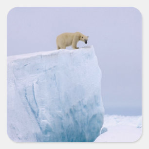 Adesivo Quadrado urso polar, Ursus maritimus