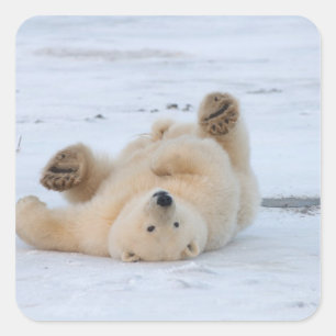 Adesivo Quadrado urso polar, Ursus maritimus, filhote rolando