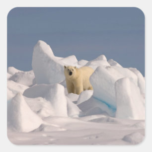 Adesivo Quadrado urso polar, Ursus maritimus, no gelo áspero