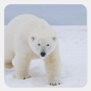 Adesivo Quadrado urso polar, Ursus maritimus, no gelo e neve,