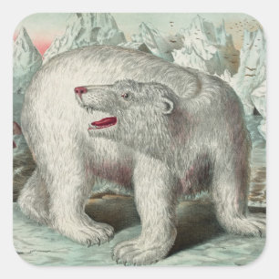 Adesivo Quadrado Urso polar venenoso na ilustração do inverno de 