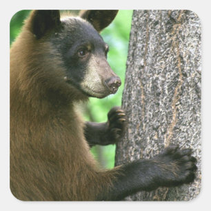 Adesivo Quadrado Urso preto