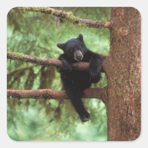 Adesivo Quadrado urso preto, Ursus americanus, filhote em uma árvor
